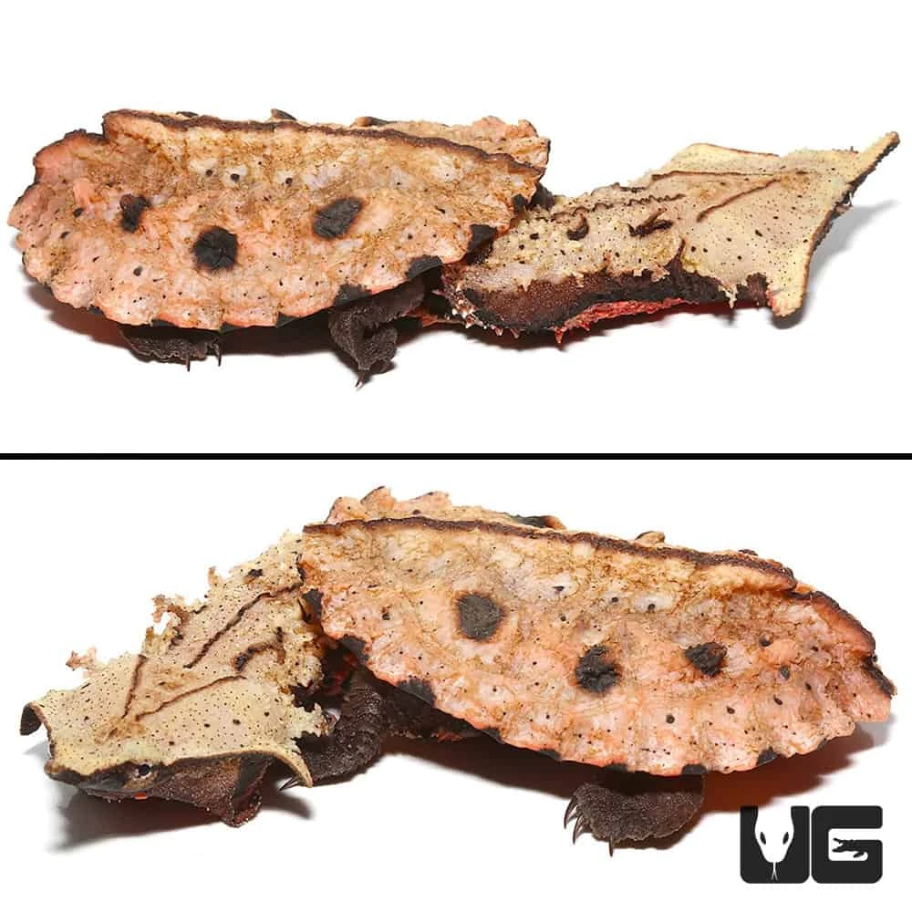 Baby Peruvian Mata Mata Turtle - Image 4