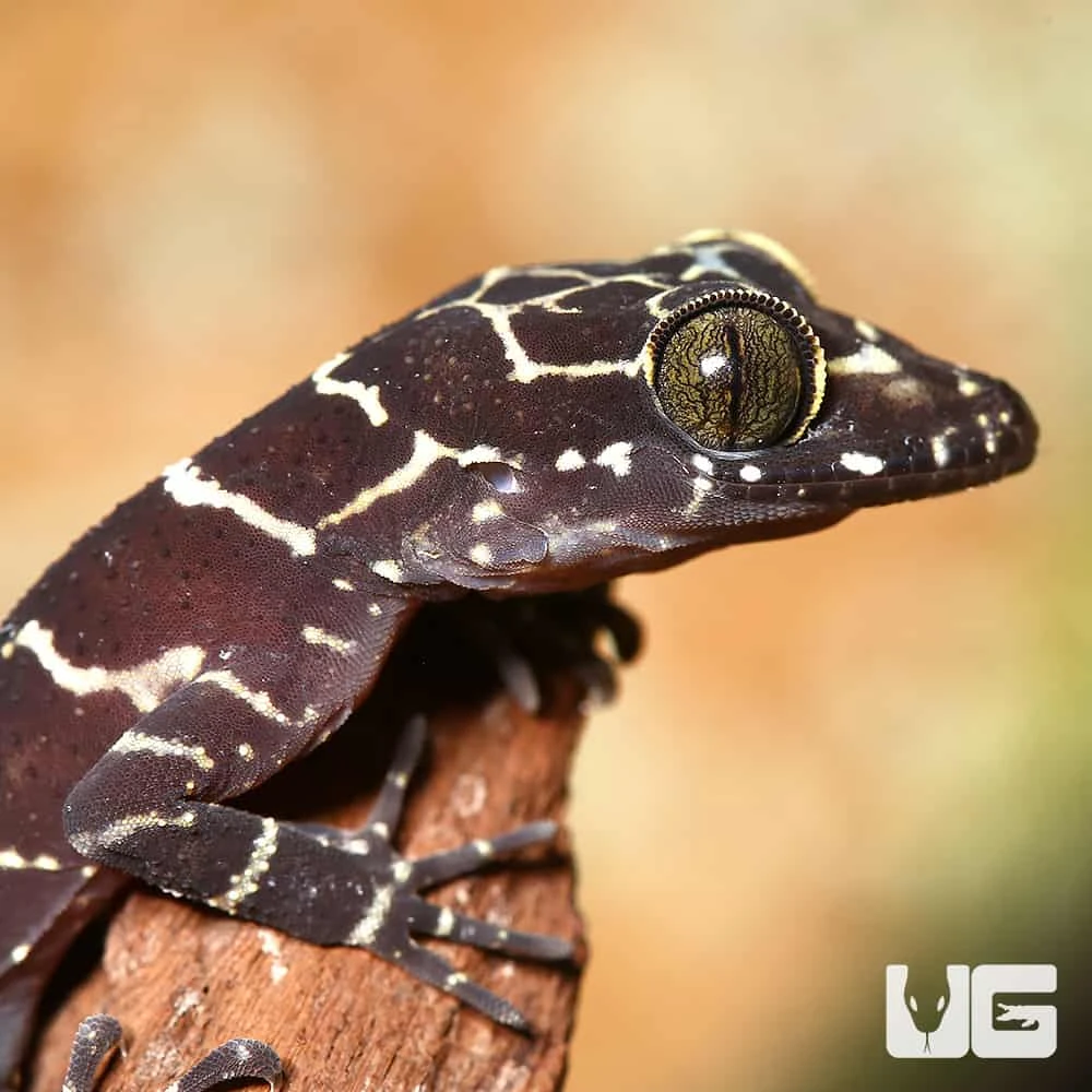 Baby Peter’s Slender Toed Gecko