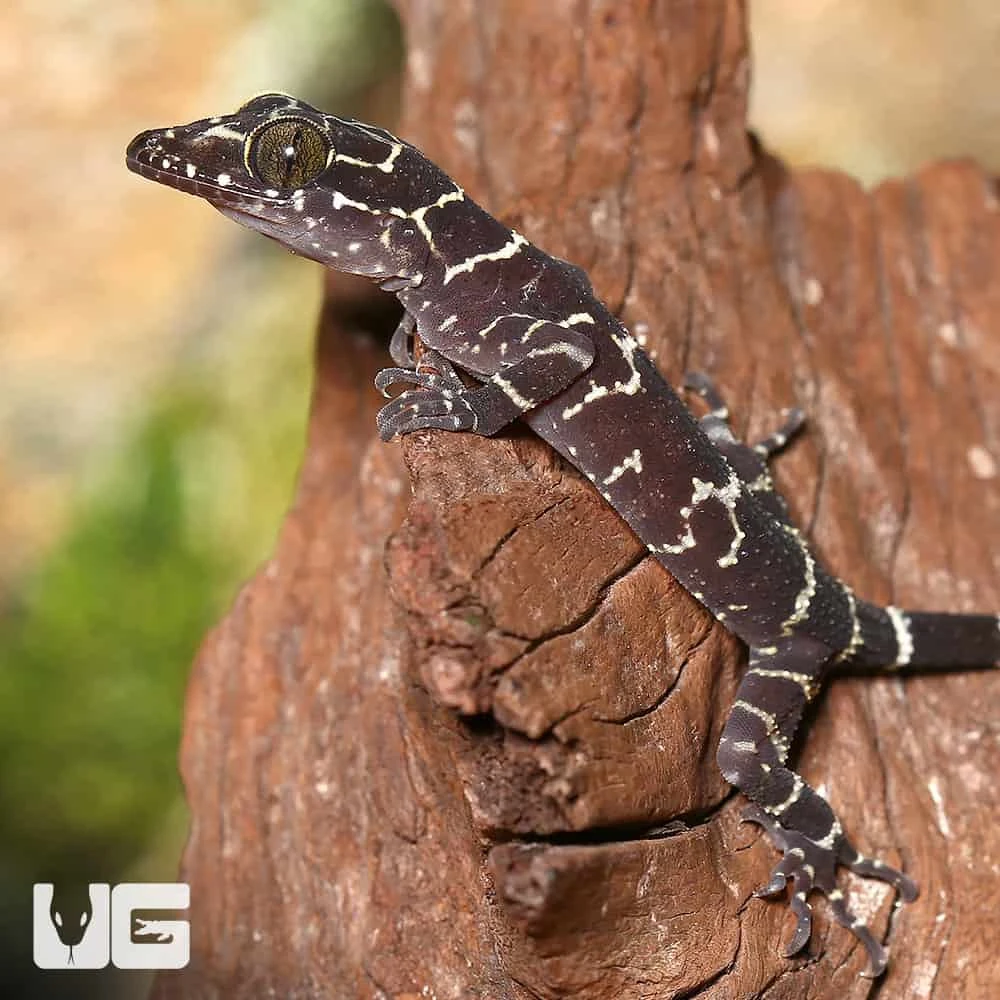 Baby Peter’s Slender Toed Gecko - Image 2