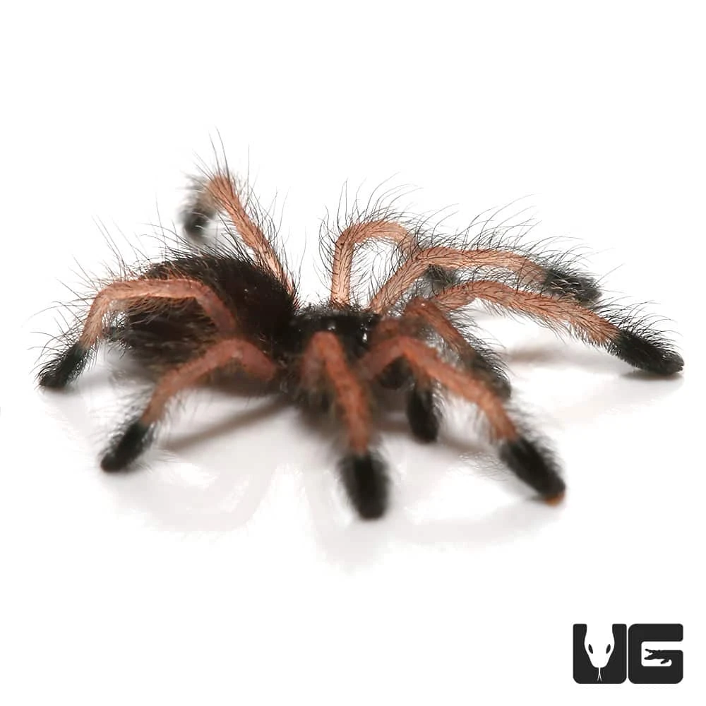 Pinktoe Tarantula Sling (.25 – .75”) - Image 2