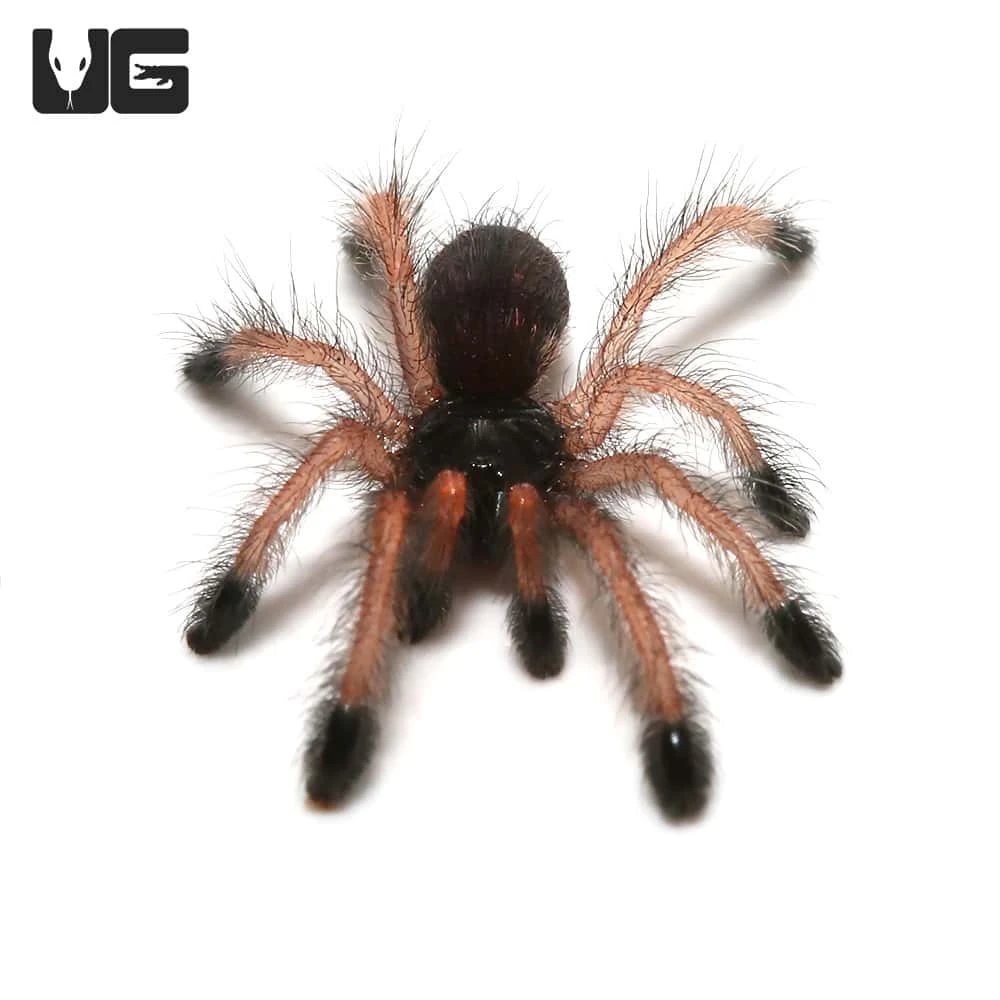 Pinktoe Tarantula Sling (.25 – .75”) - Image 3