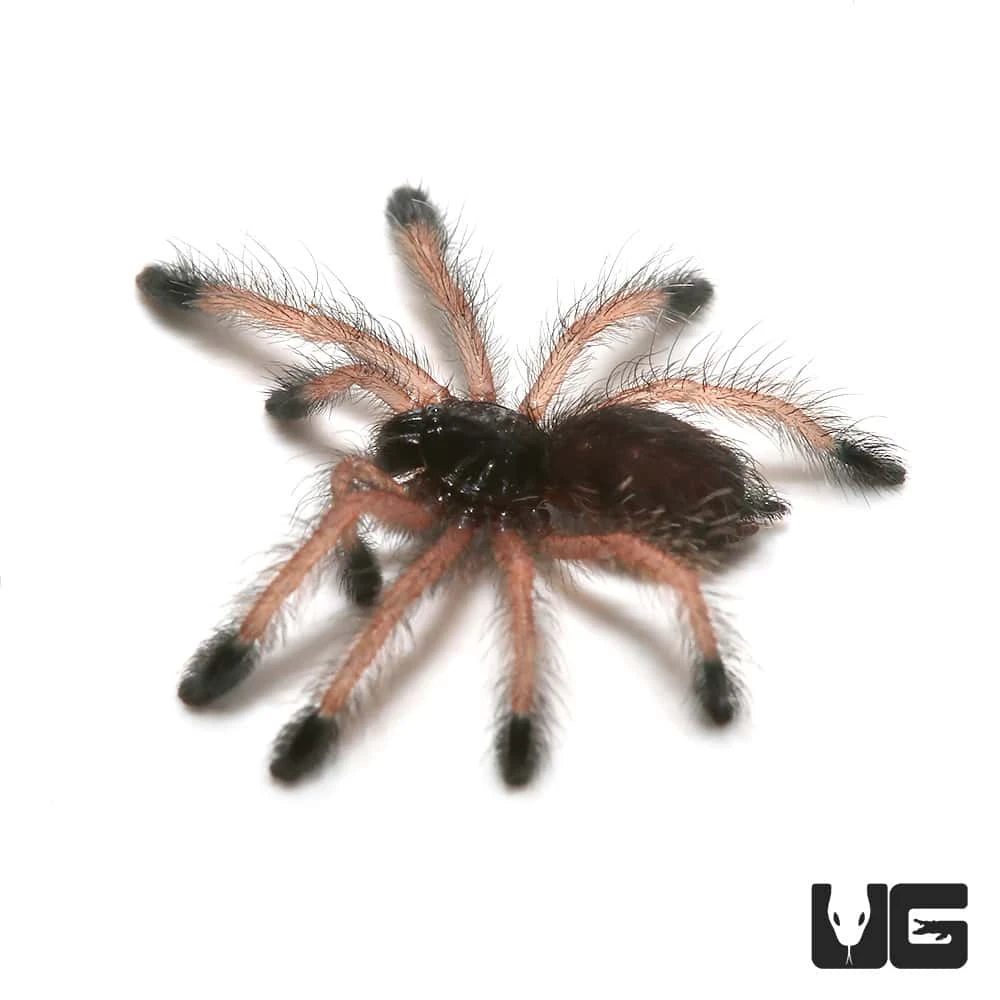 Pinktoe Tarantula Sling (.25 – .75”) - Image 4