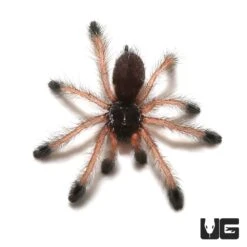 Pinktoe Tarantula Sling (.25 – .75”)
