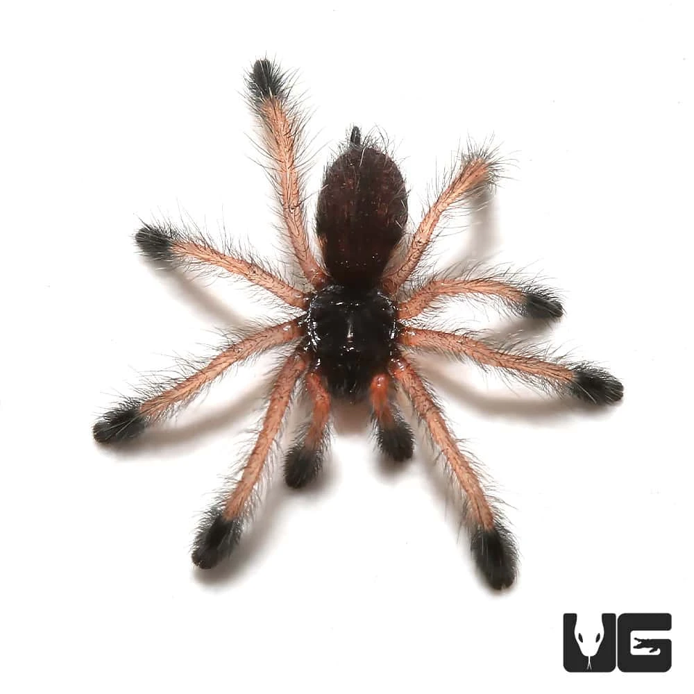 Pinktoe Tarantula Sling (.25 – .75”)