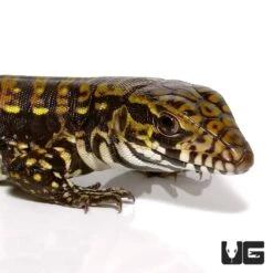 Baby Porphura Tegu