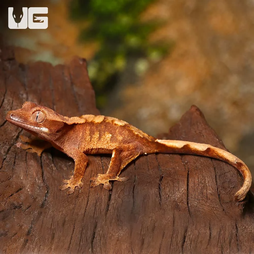Baby Premium Crested Gecko - Image 4