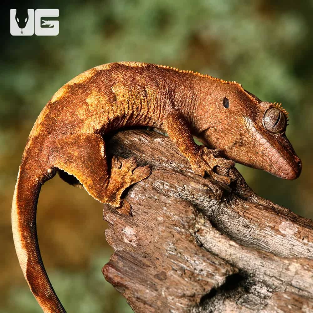 Baby Premium Crested Gecko - Image 3
