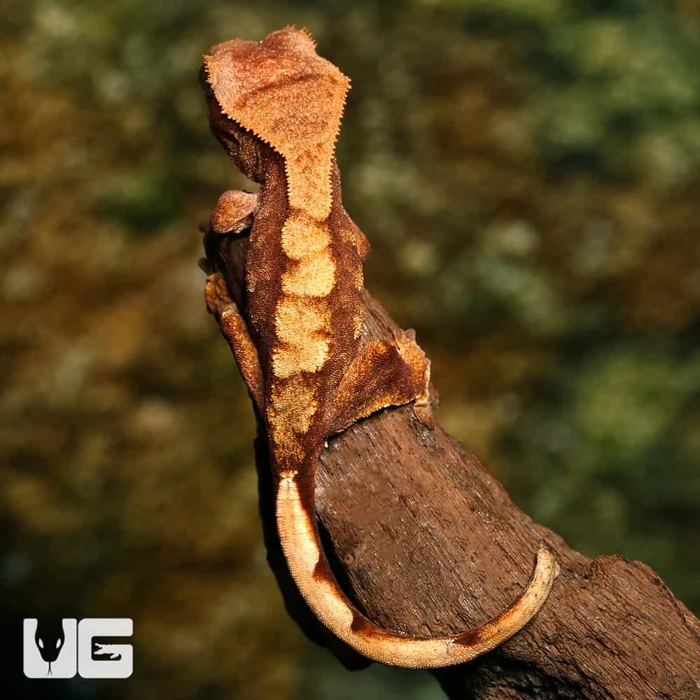 Baby Premium Crested Gecko - Image 2