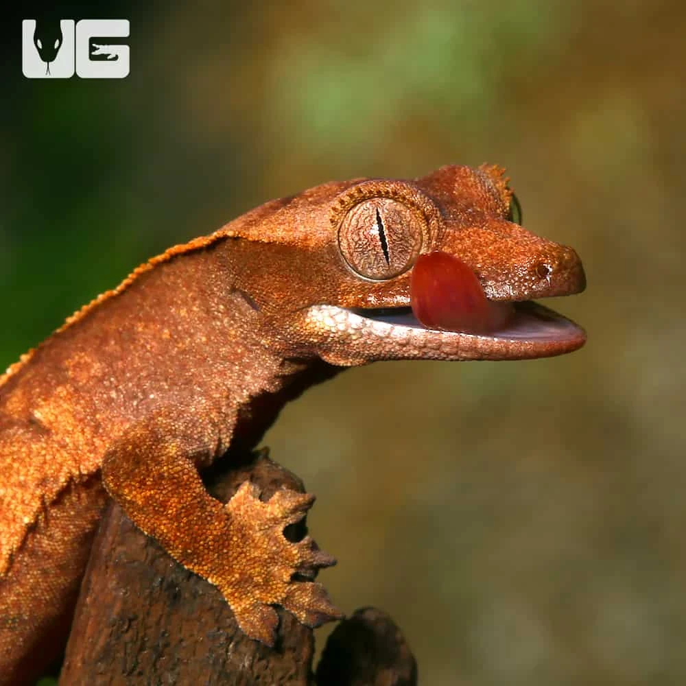 Baby Premium Crested Gecko