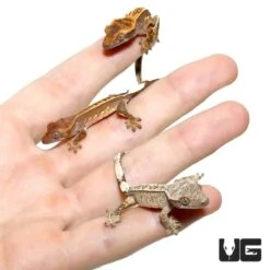 Baby Full Pinstripe Crested Gecko