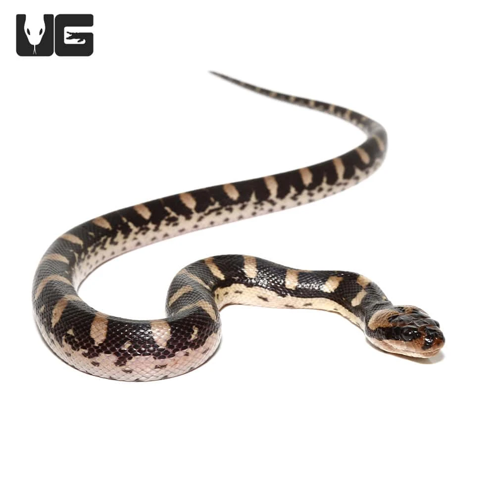 Puff Faced Water Snake - Image 2