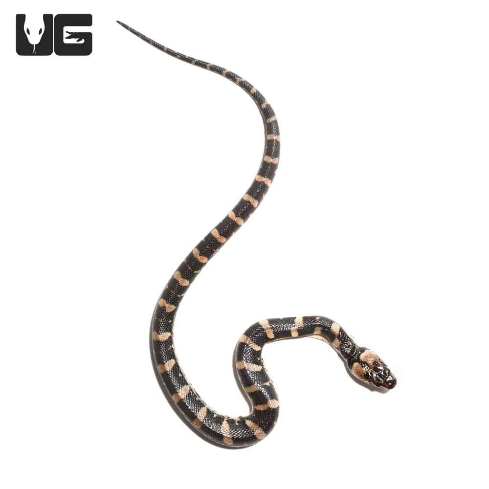 Puff Faced Water Snake - Image 4