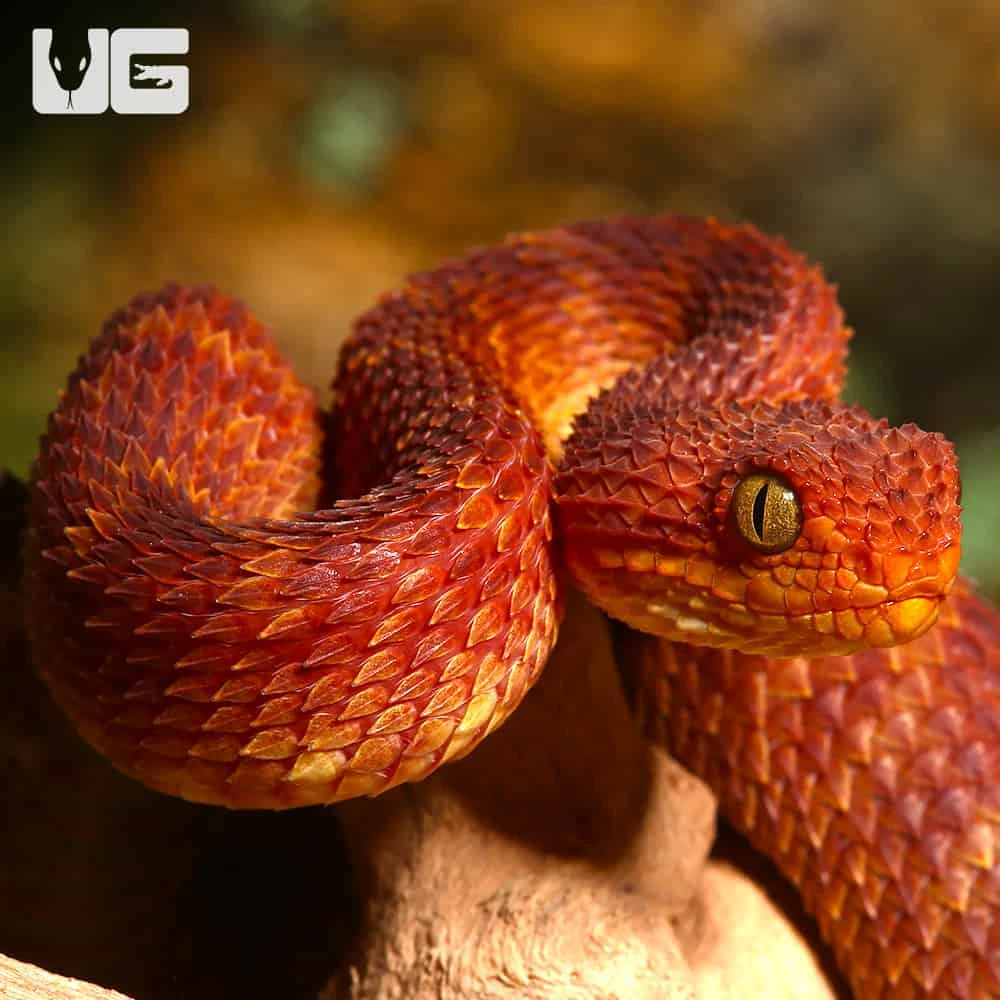 Baby Red Squamigera Bush Viper