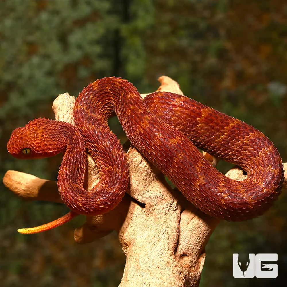 Baby Red Squamigera Bush Viper - Image 2