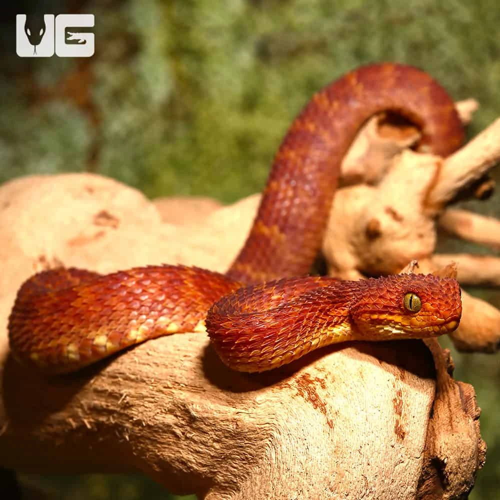 Baby Red Squamigera Bush Viper - Image 3