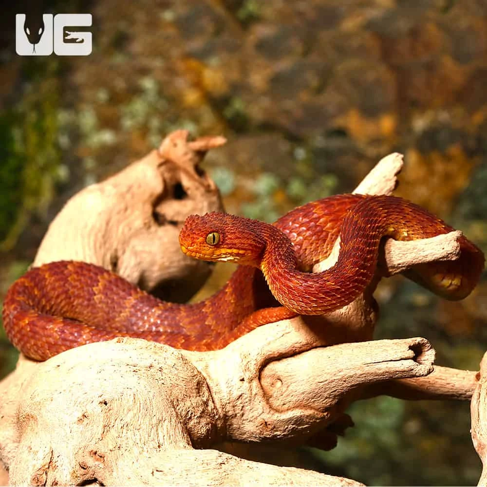 Baby Red Squamigera Bush Viper - Image 4