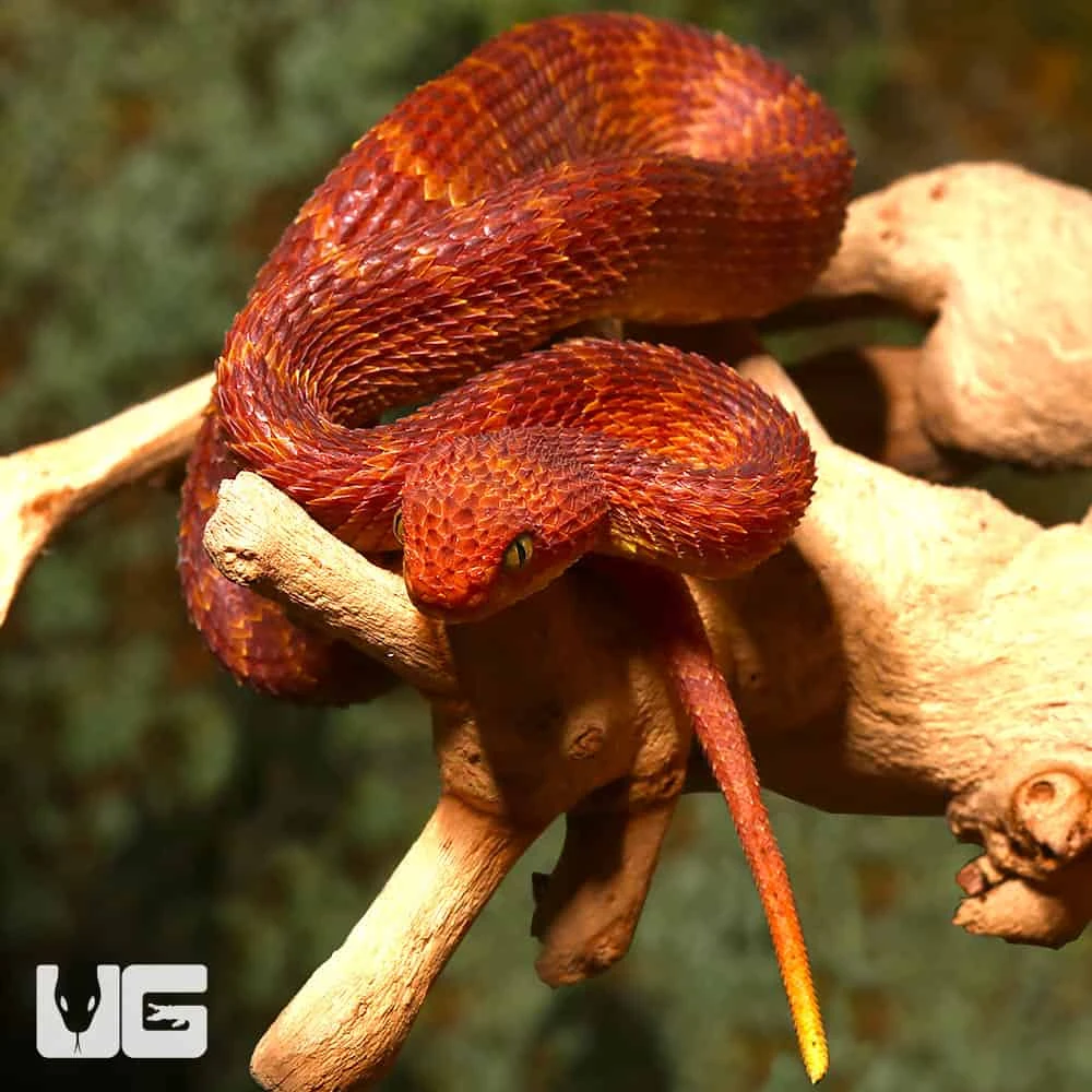 Baby Red Squamigera Bush Viper - Image 5