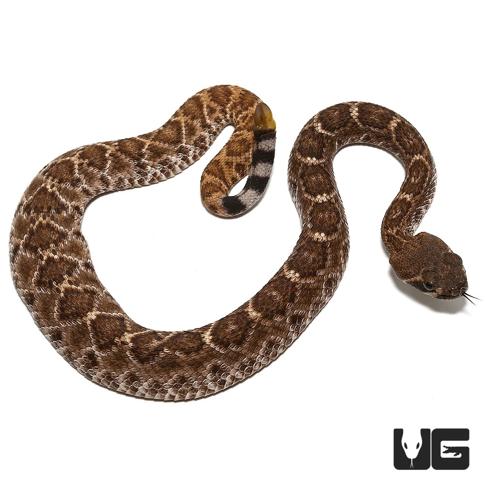 Baby Red Western Diamondback Rattlesnake - Image 4