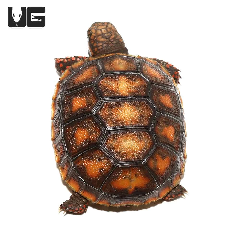 Baby Redfoot Tortoise #1