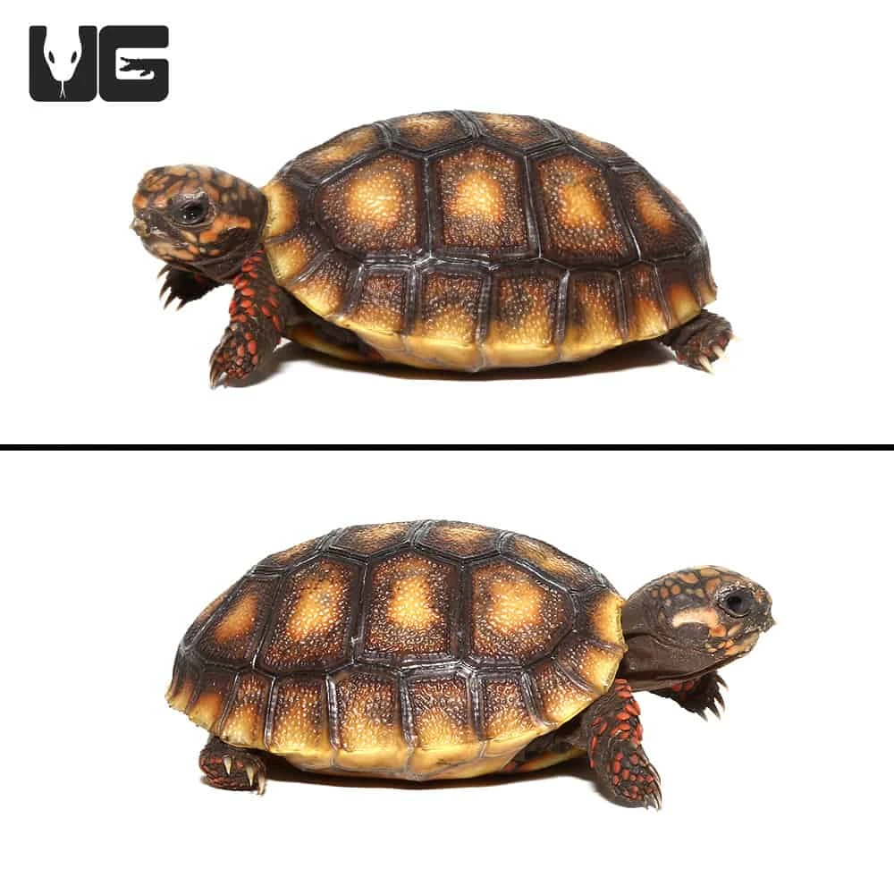 Baby Redfoot Tortoise #2 - Image 2