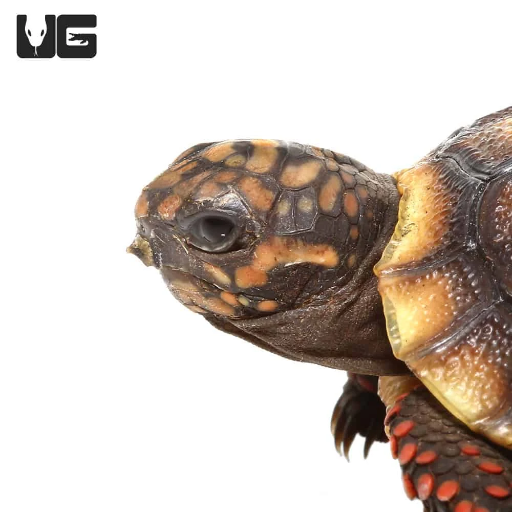 Baby Redfoot Tortoise #2 - Image 3