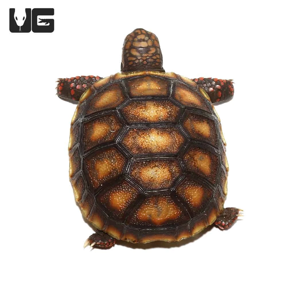 Baby Redfoot Tortoise #2