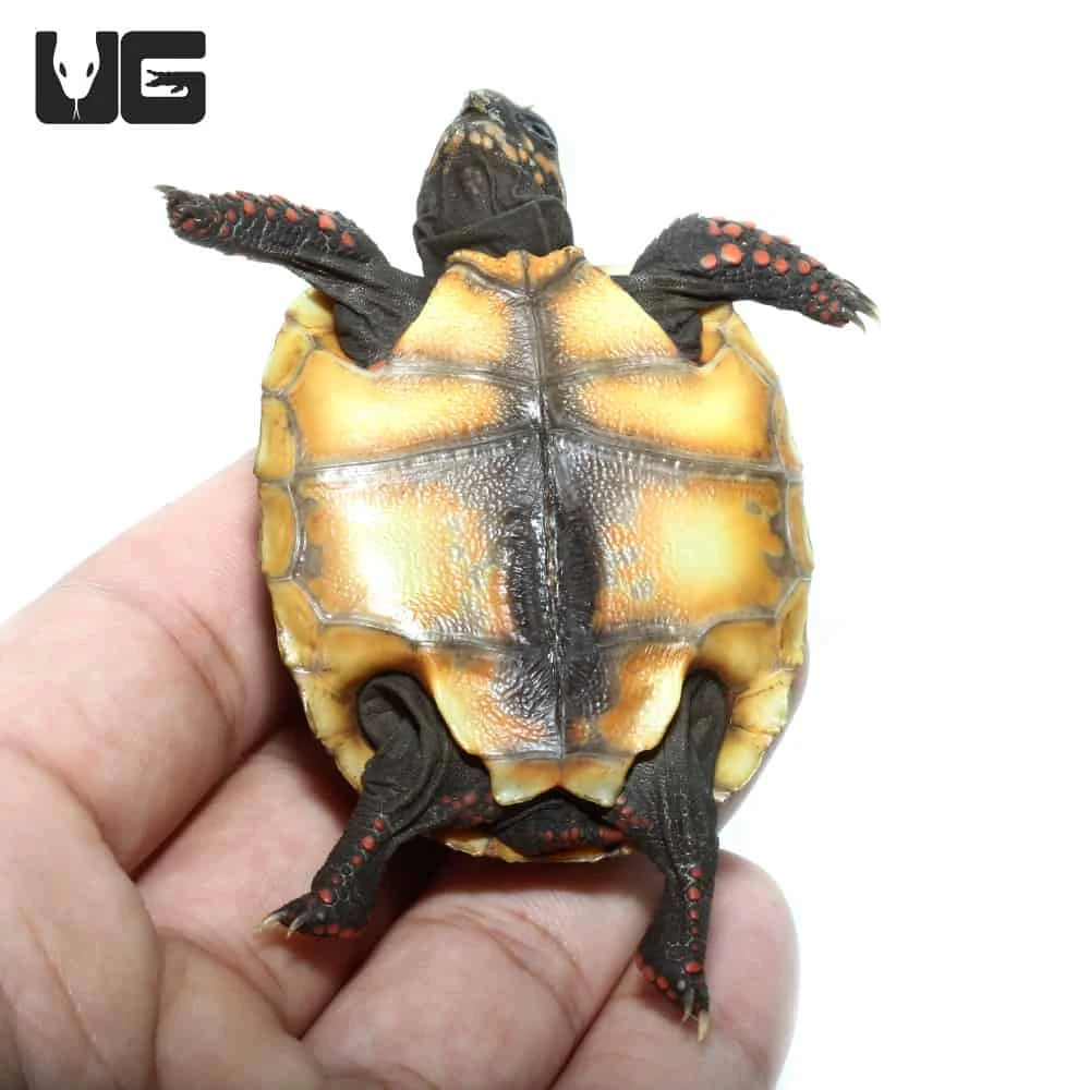 Baby Redfoot Tortoise #2 - Image 4