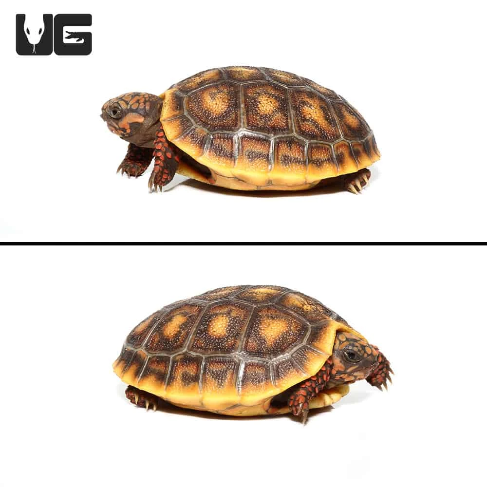 Baby Redfoot Tortoise #3 - Image 2