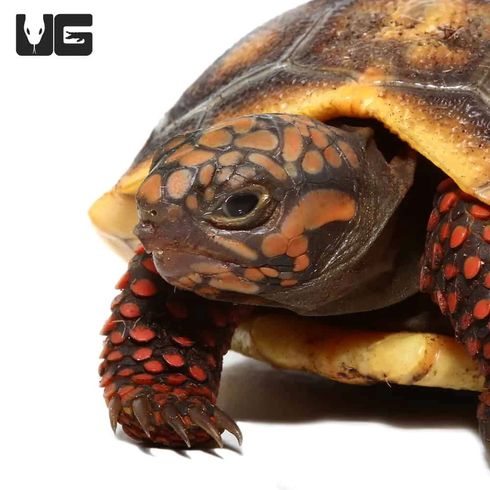 Baby Redfoot Tortoise #3