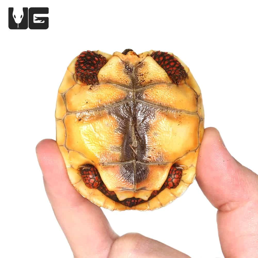 Baby Redfoot Tortoise #3 - Image 4