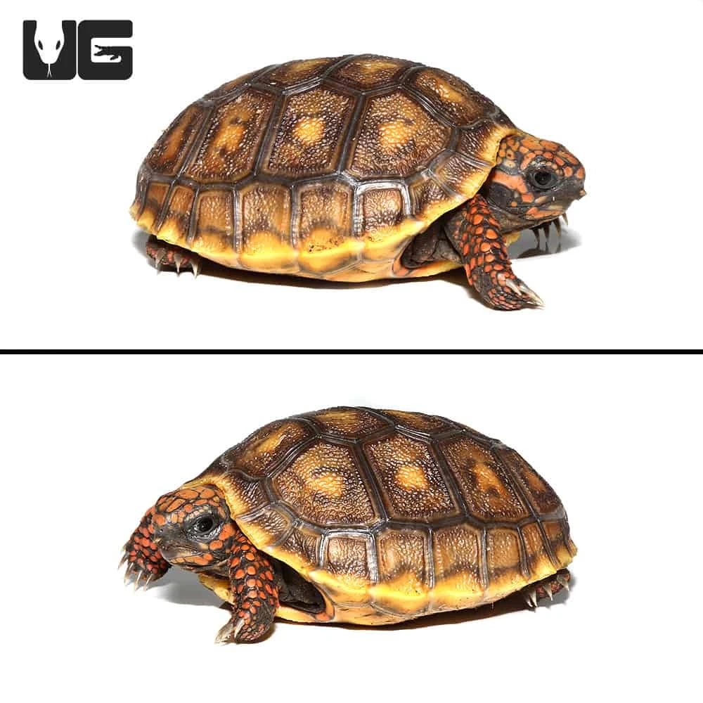 Baby Redfoot Tortoise #4 - Image 3