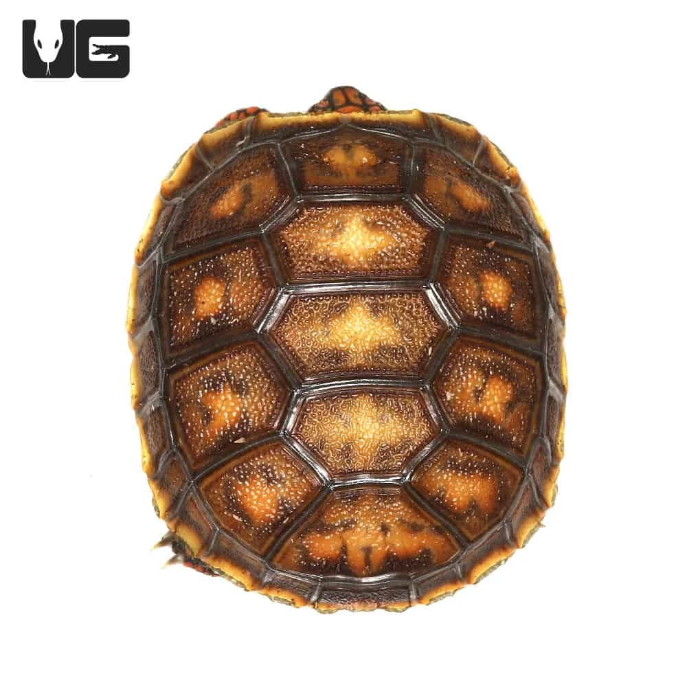 Baby Redfoot Tortoise #4 - Image 2