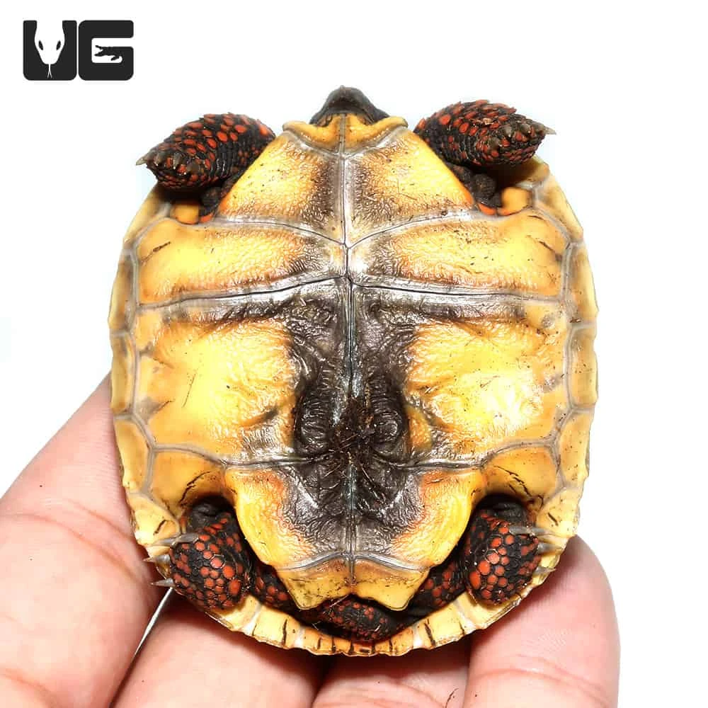 Baby Redfoot Tortoise #4 - Image 4