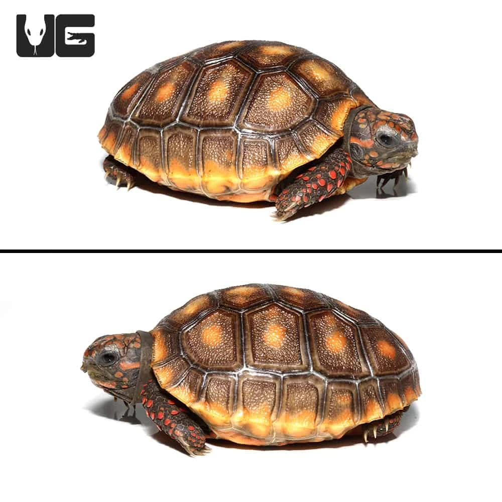 Baby Redfoot Tortoise #5 - Image 2