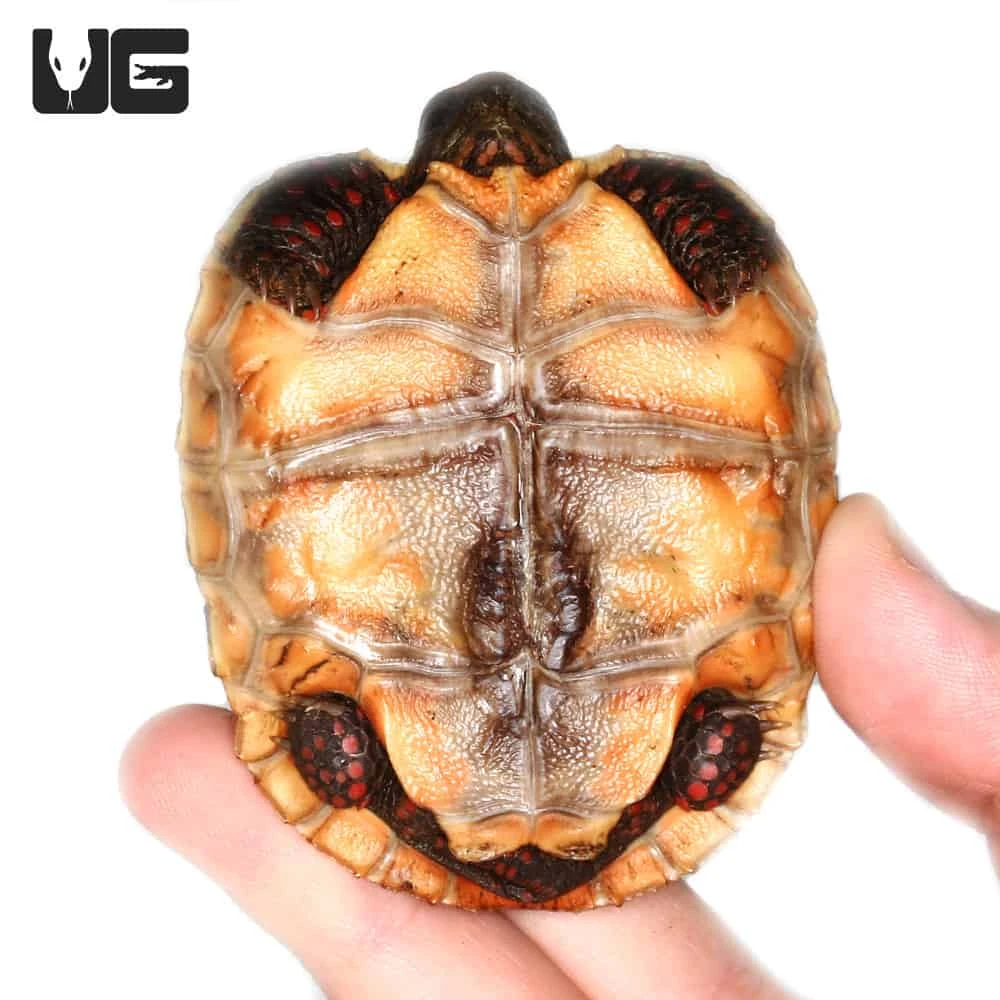 Baby Redfoot Tortoise #5 - Image 4