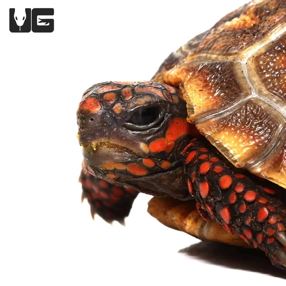 Baby Redfoot Tortoise #6