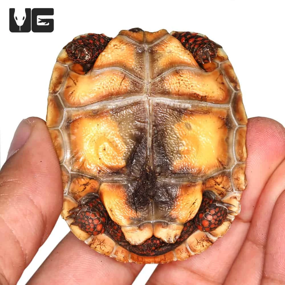 Baby Redfoot Tortoise #6 - Image 3