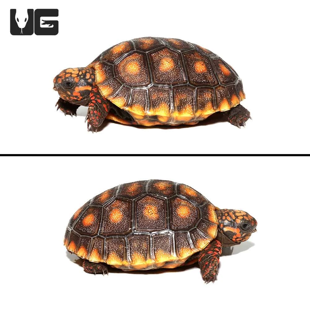 Baby Redfoot Tortoise #7 - Image 2