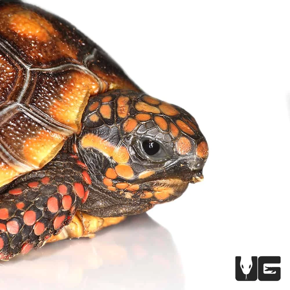 Baby Redfoot Tortoise #7 - Image 3