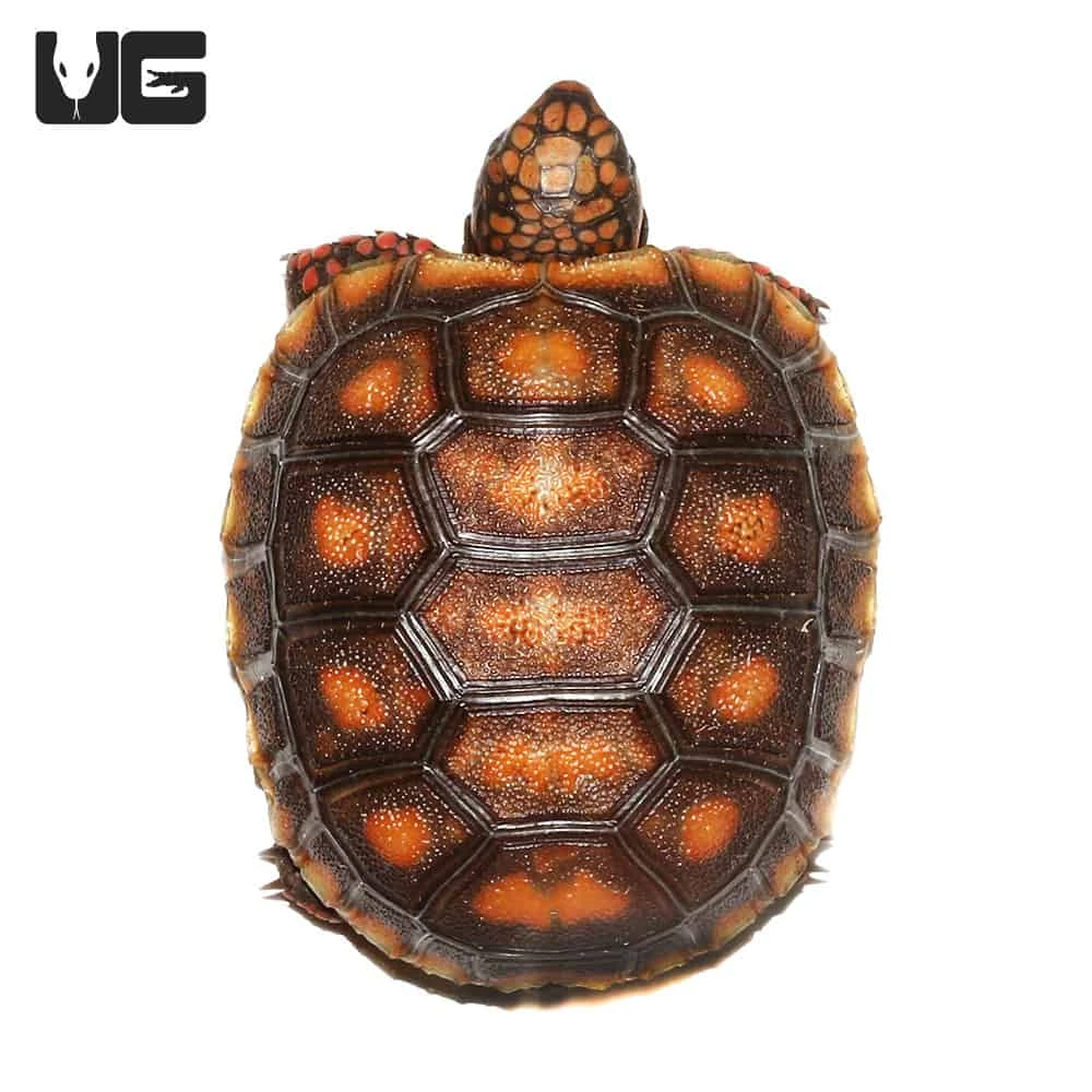 Baby Redfoot Tortoise #7