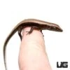 Baby Reef Skink