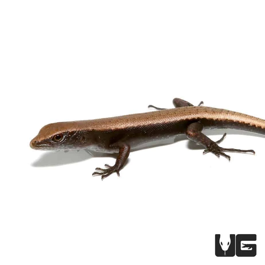 Baby Reef Skink - Image 2