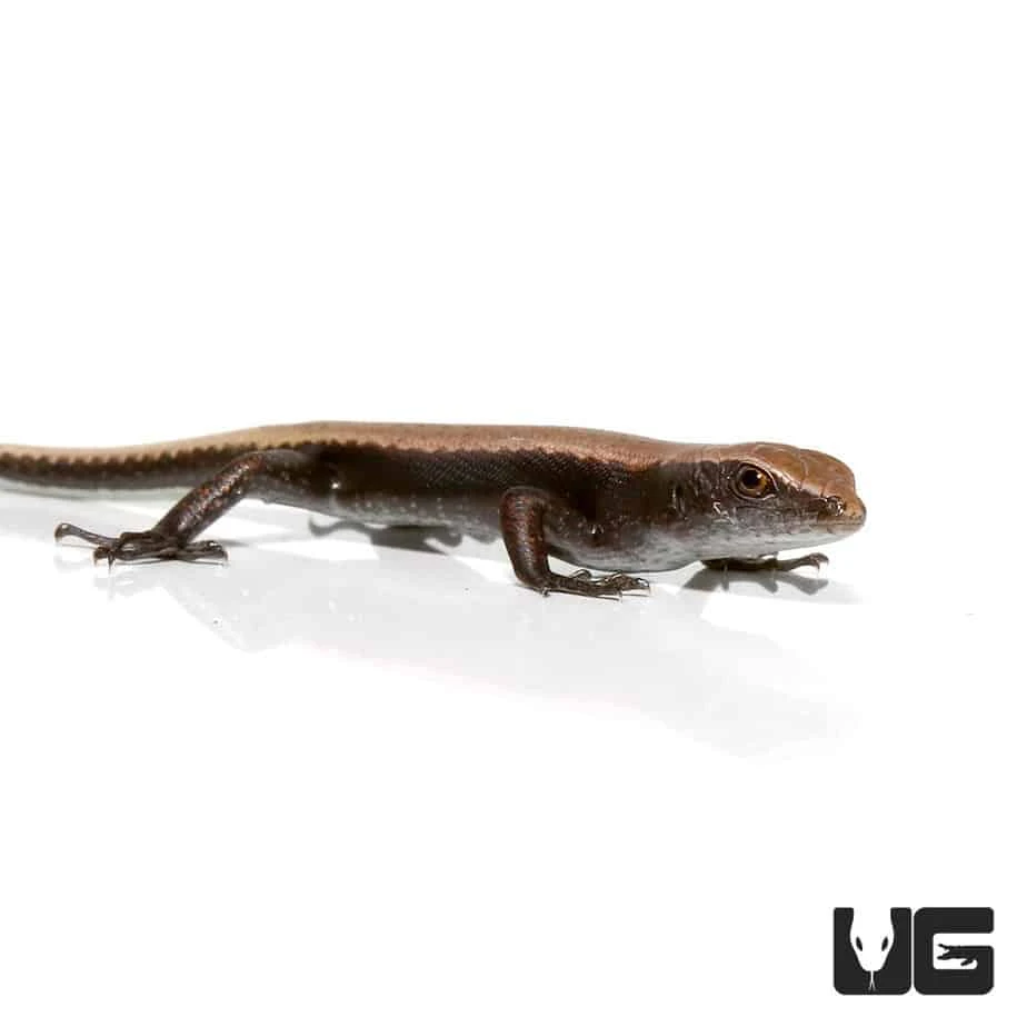 Baby Reef Skink - Image 3