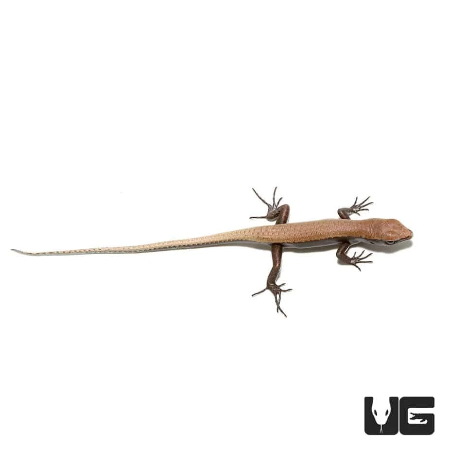 Baby Reef Skink - Image 4