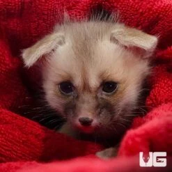 C. B. Baby Ruppell’s Fox