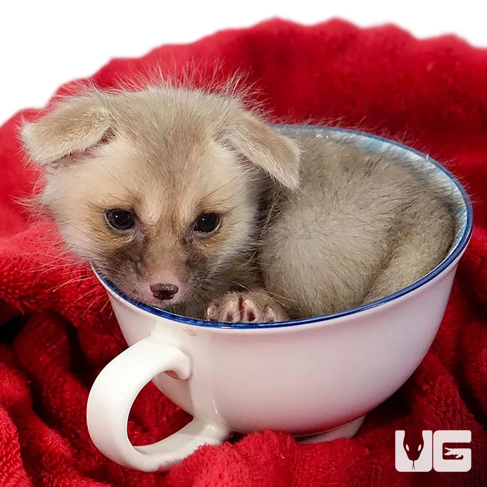 C. B. Baby Ruppell’s Fox - Image 2