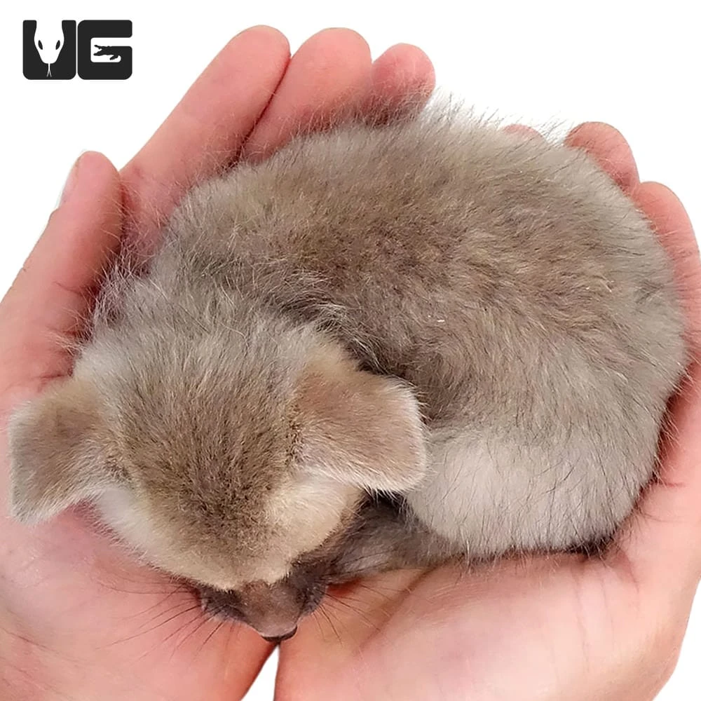 C. B. Baby Ruppell’s Fox - Image 3