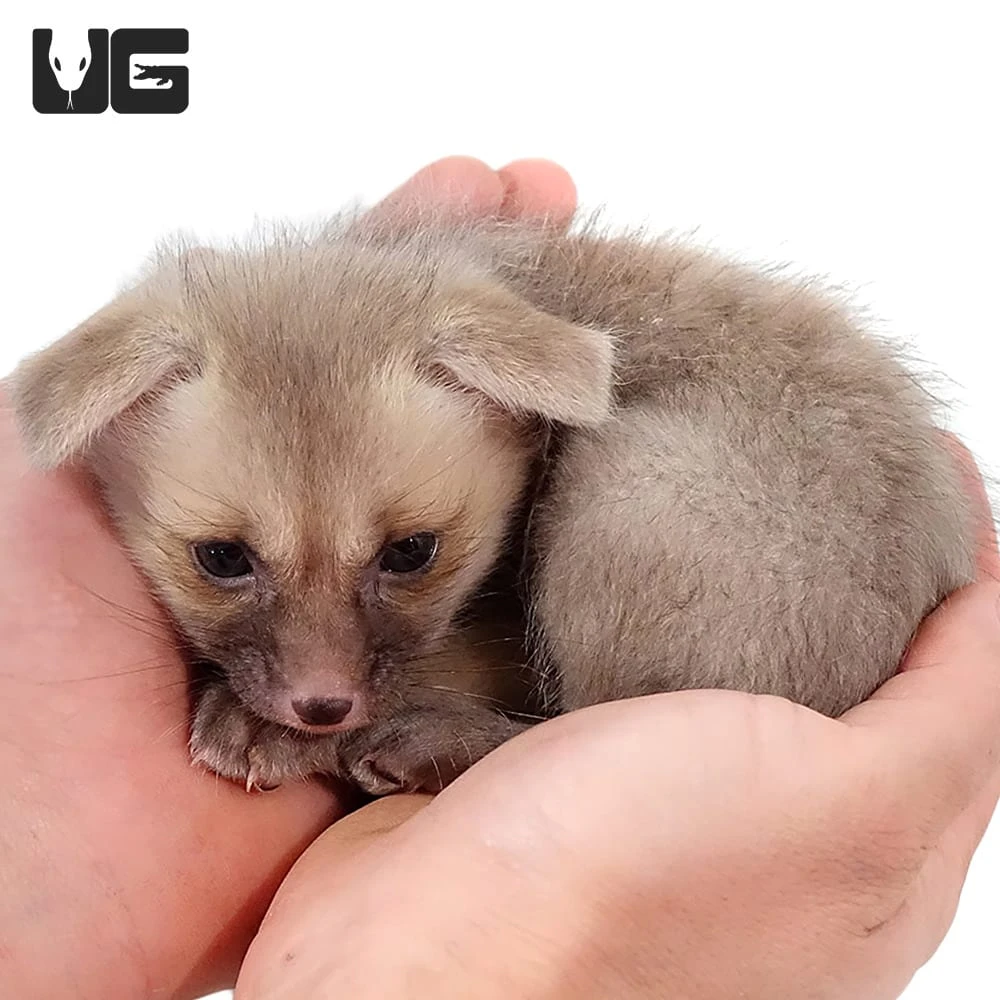 C. B. Baby Ruppell’s Fox - Image 4