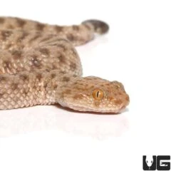 Baby Saharan Sand Viper