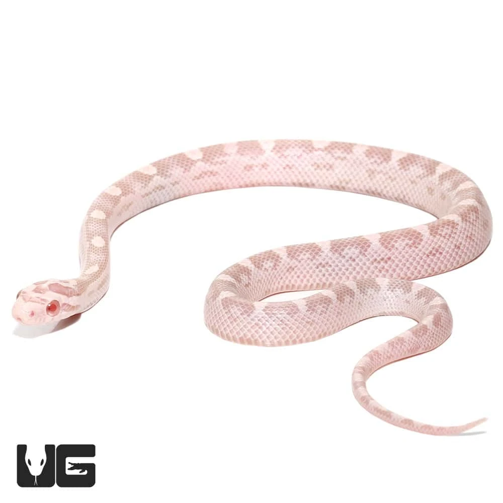 Baby Salmon Snow Het Palmetto Cornsnake - Image 4